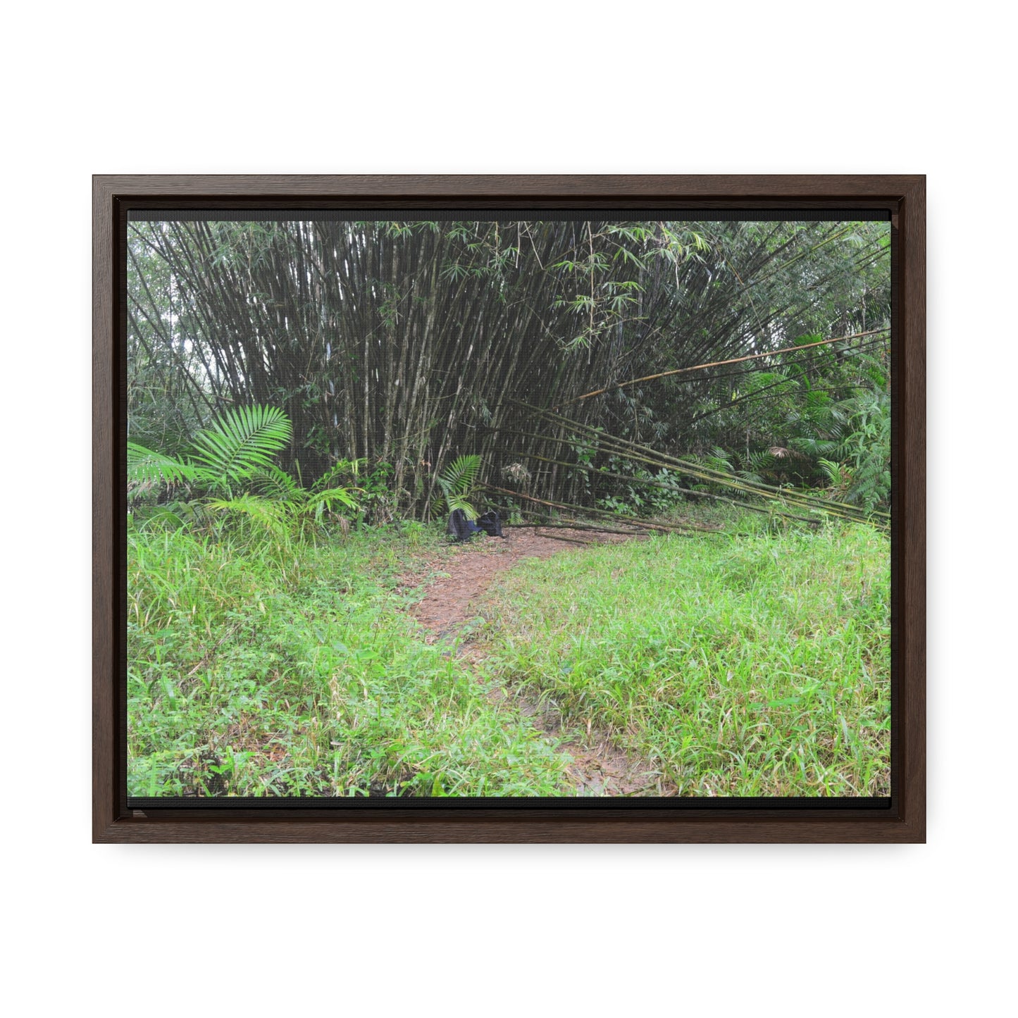 Rainforest Trails & Views - Gallery Canvas Wraps, Horizontal Frame - El Yunque National Forest - Puerto Rico - Path in camping zone near peaks - Green Forest Home