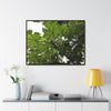 Rainforest Trails & Views - Gallery Canvas Wraps, Horizontal Frame - El Yunque National Forest - Puerto Rico - Rio Sabana Trail - Yagrumo Tree - Green Forest Home