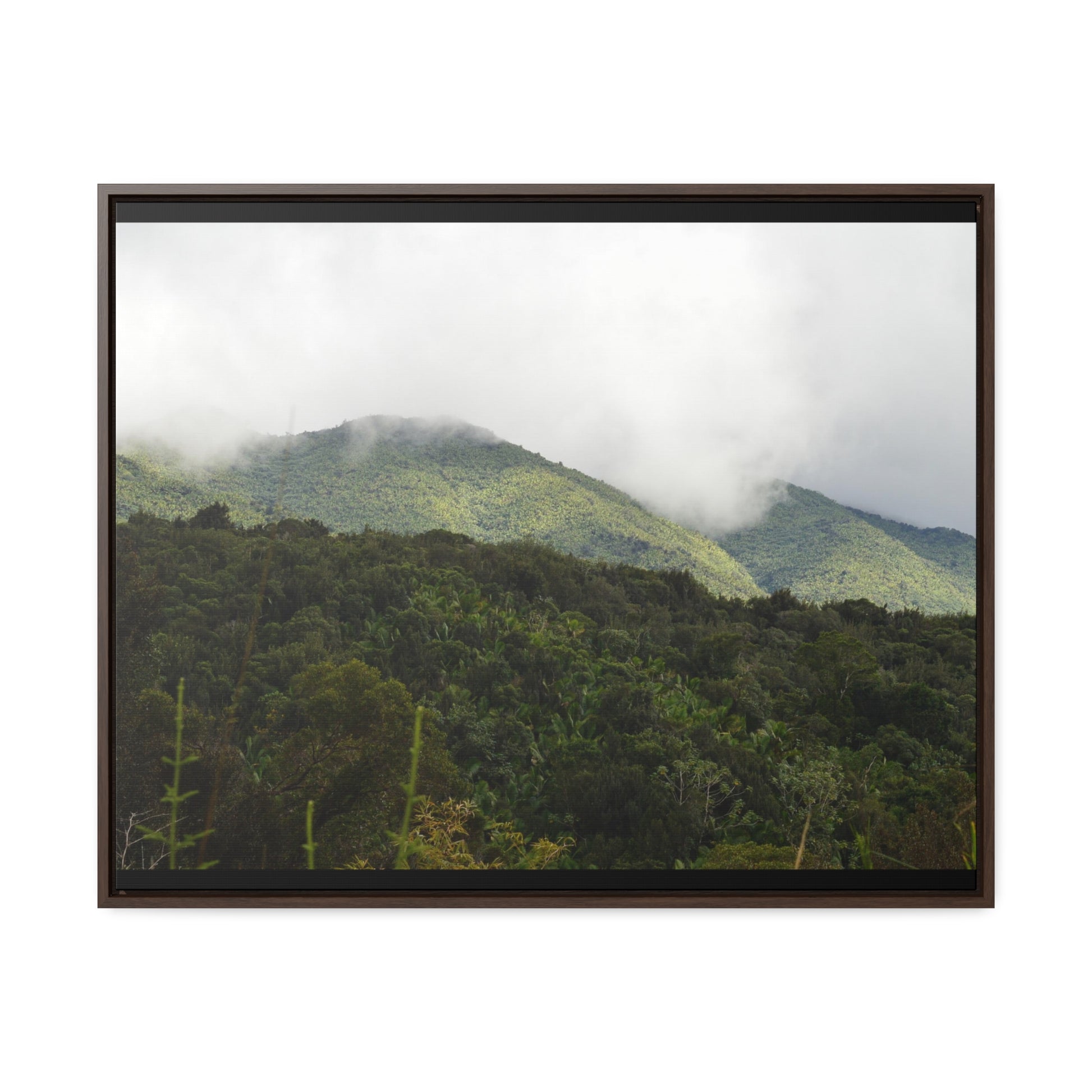 Rainforest Trails & Views - Gallery Canvas Wraps, Horizontal Frame - El Yunque National Forest - Puerto Rico - View from Closed PR191 road - Green Forest Home