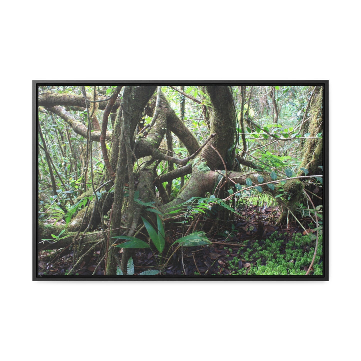 Rainforest Trails & Views - Gallery Canvas Wraps, Horizontal Frame - El Yunque National Forest - Puerto Rico - Tradewinds trail tree-jungle in the cloud forest - Green Forest Home