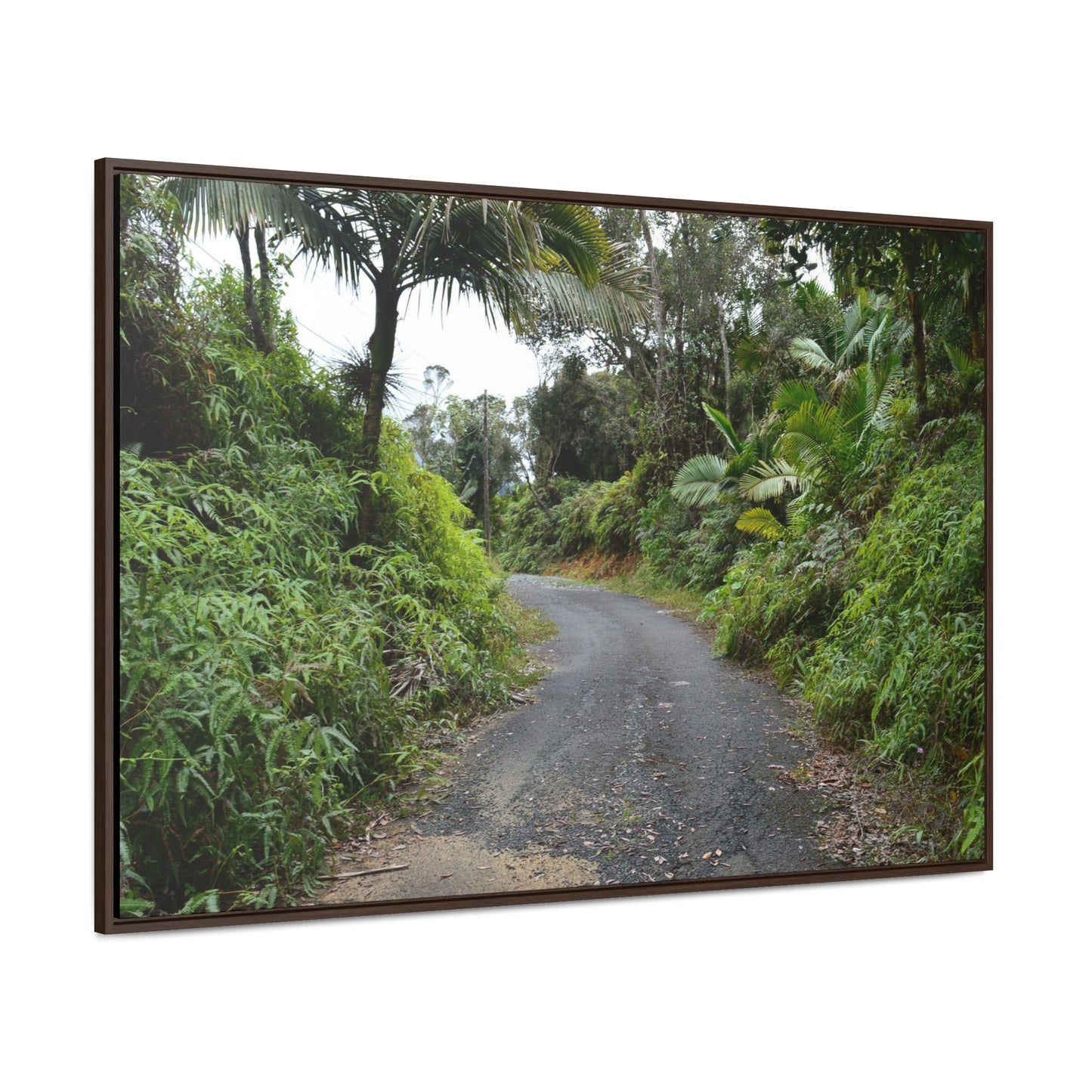 Rainforest Trails & Views - Gallery Canvas Wraps, Horizontal Frame - El Yunque National Forest - Puerto Rico - PR191 Closed forest road - Green Forest Home