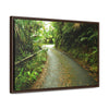 Rainforest Trails & Views - Gallery Canvas Wraps, Horizontal Frame - El Yunque National Forest - Puerto Rico - The winding El Yunque main road PR 191 near the top