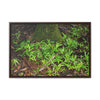 Rainforest Trails & Views - Gallery Canvas Wraps, Horizontal Frame - El Yunque National Forest - Puerto Rico - The tender Sierra Tree Palm protects here babies plants in the shade below