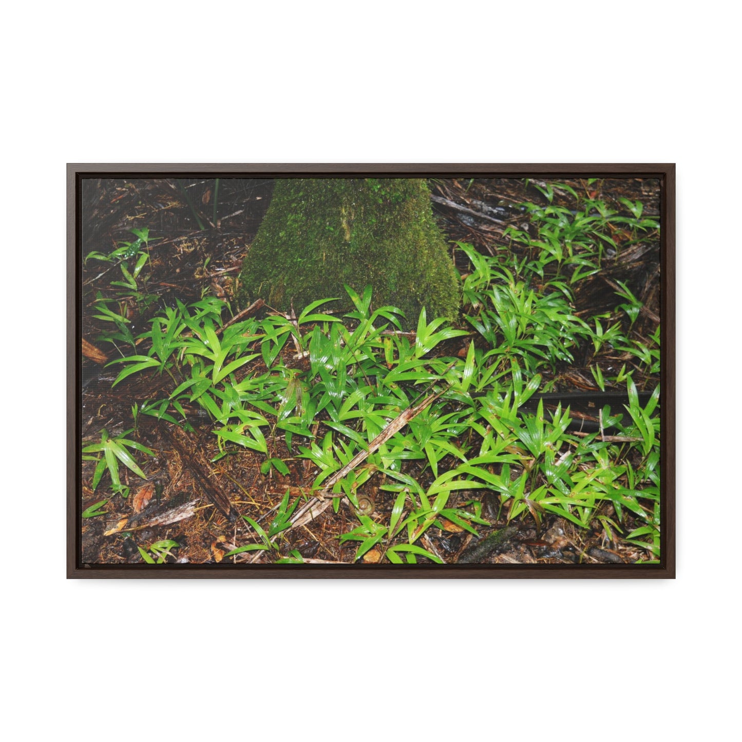 Rainforest Trails & Views - Gallery Canvas Wraps, Horizontal Frame - El Yunque National Forest - Puerto Rico - The tender Sierra Tree Palm protects here babies plants in the shade below