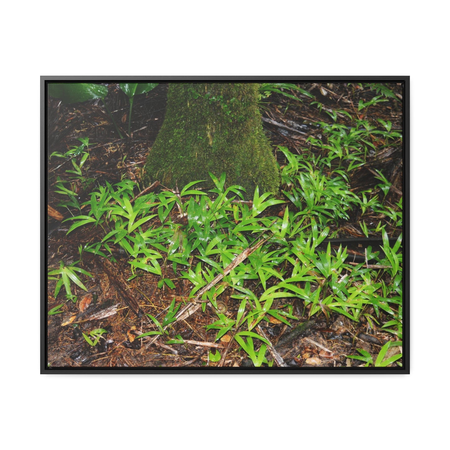 Rainforest Trails & Views - Gallery Canvas Wraps, Horizontal Frame - El Yunque National Forest - Puerto Rico - The tender Sierra Tree Palm protects here babies plants in the shade below