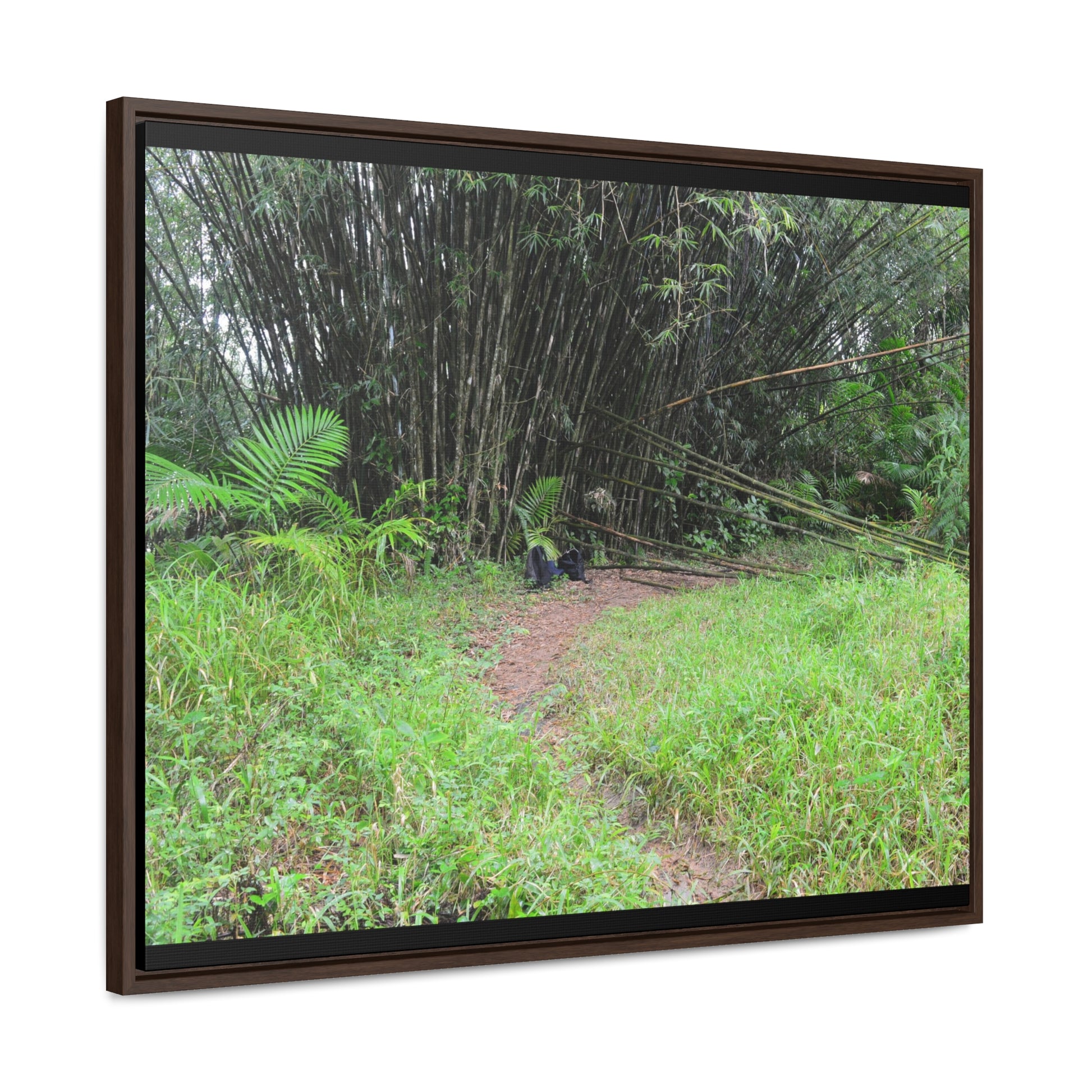 Rainforest Trails & Views - Gallery Canvas Wraps, Horizontal Frame - El Yunque National Forest - Puerto Rico - Path in camping zone near peaks - Green Forest Home