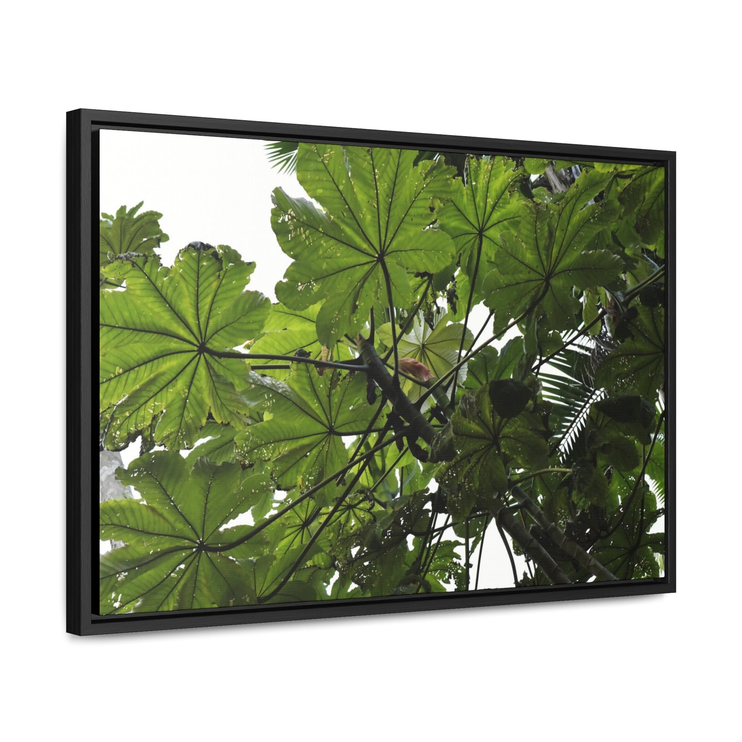 Rainforest Trails & Views - Gallery Canvas Wraps, Horizontal Frame - El Yunque National Forest - Puerto Rico - Rio Sabana Trail - Yagrumo Tree - Green Forest Home