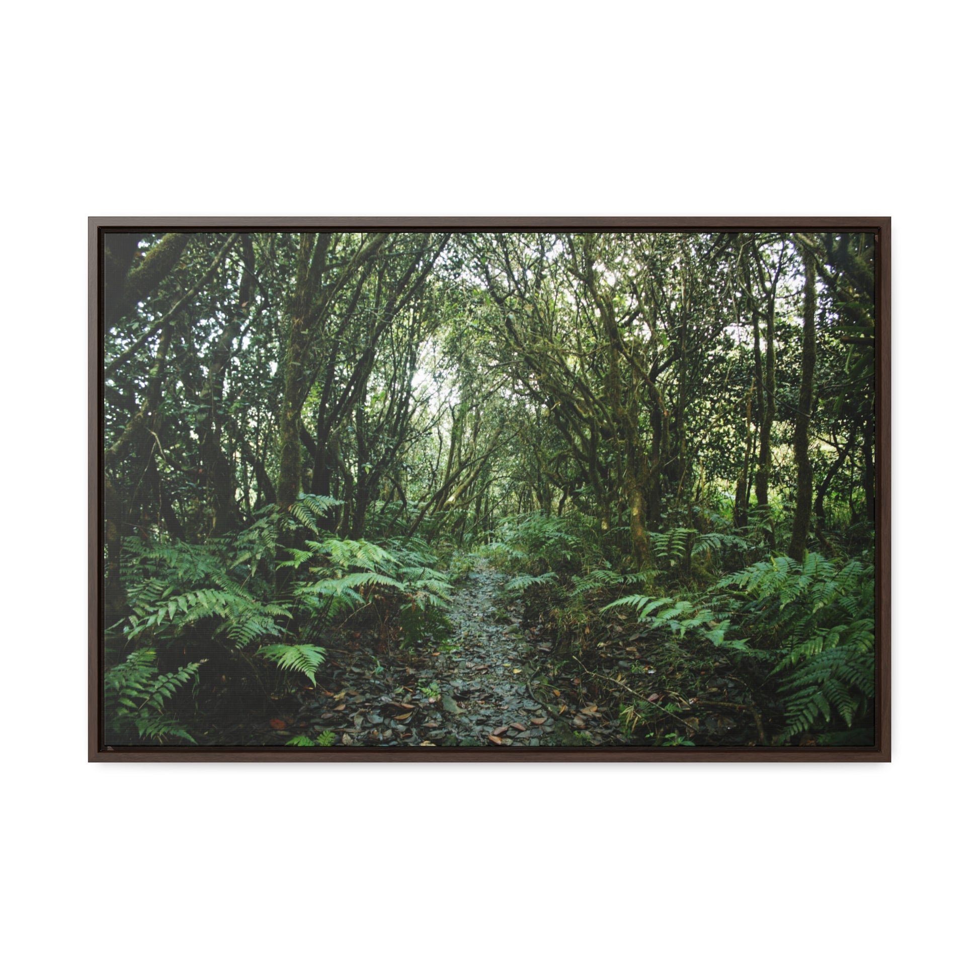 Rainforest Trails & Views - Gallery Canvas Wraps, Horizontal Frame - El Yunque National Forest - Puerto Rico - Tradewinds trail cloud forest - Green Forest Home