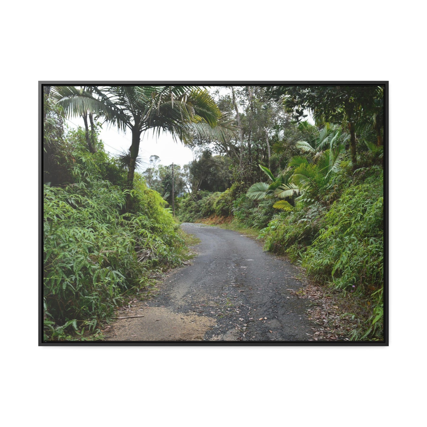 Rainforest Trails & Views - Gallery Canvas Wraps, Horizontal Frame - El Yunque National Forest - Puerto Rico - PR191 Closed forest road - Green Forest Home