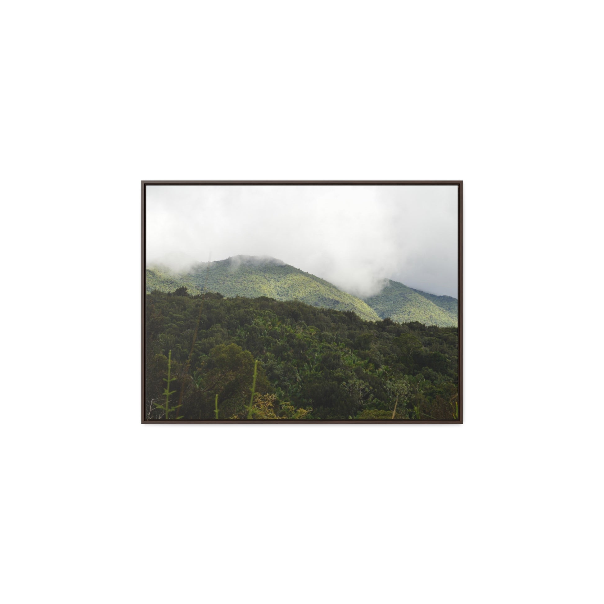 Rainforest Trails & Views - Gallery Canvas Wraps, Horizontal Frame - El Yunque National Forest - Puerto Rico - View from Closed PR191 road - Green Forest Home