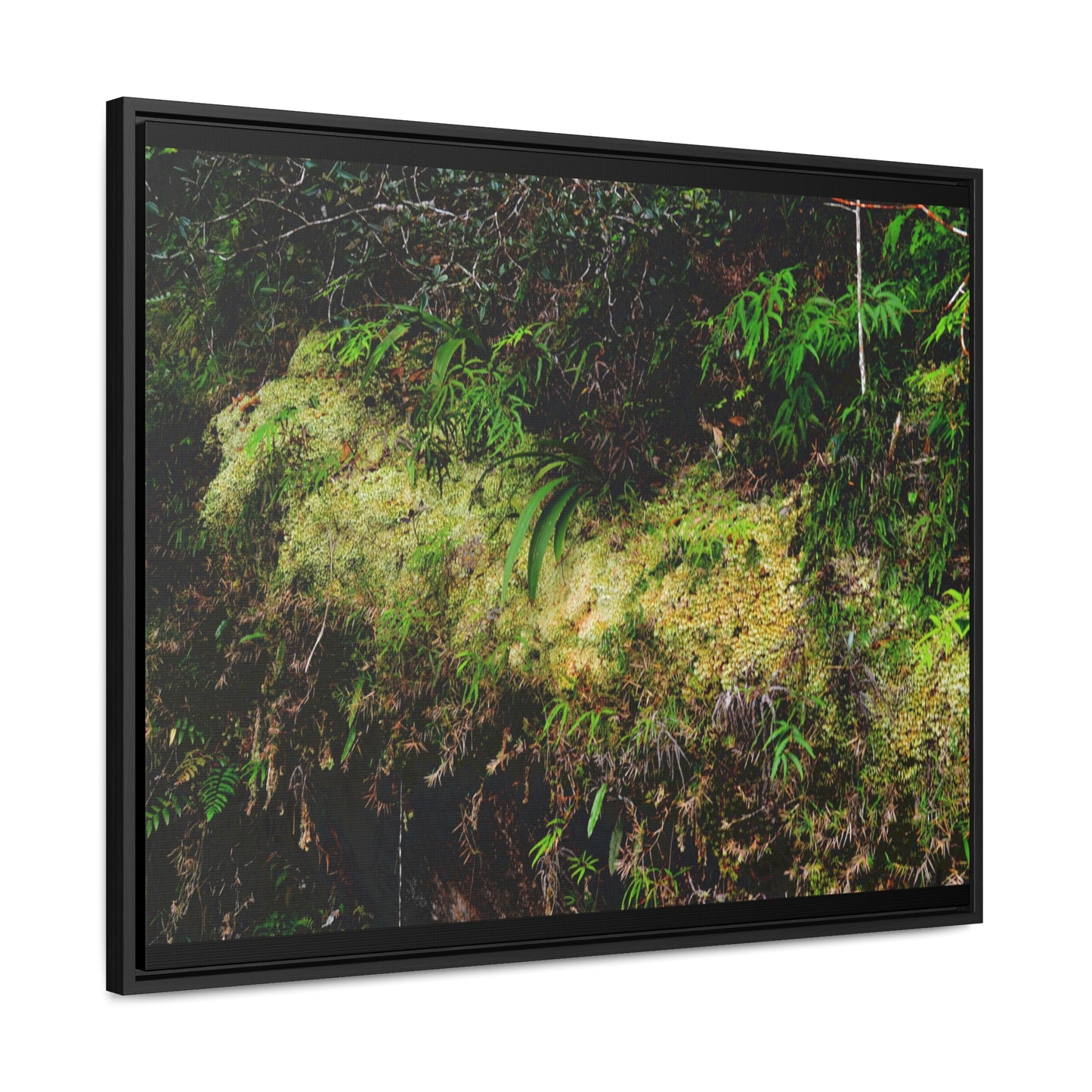 Rainforest Trails & Views - Gallery Canvas Wraps, Horizontal Frame - El Yunque National Forest - PR - PR191 closed road - Huge Boulder with moss - Green Forest Home