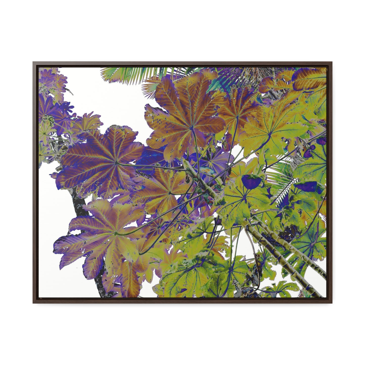 Rainforest Trails & Views - Gallery Canvas Wraps, Horizontal Frame - El Yunque National Forest - Puerto Rico - Rio Sabana Trail Yagrumo leaves - color enhanced - Green Forest Home