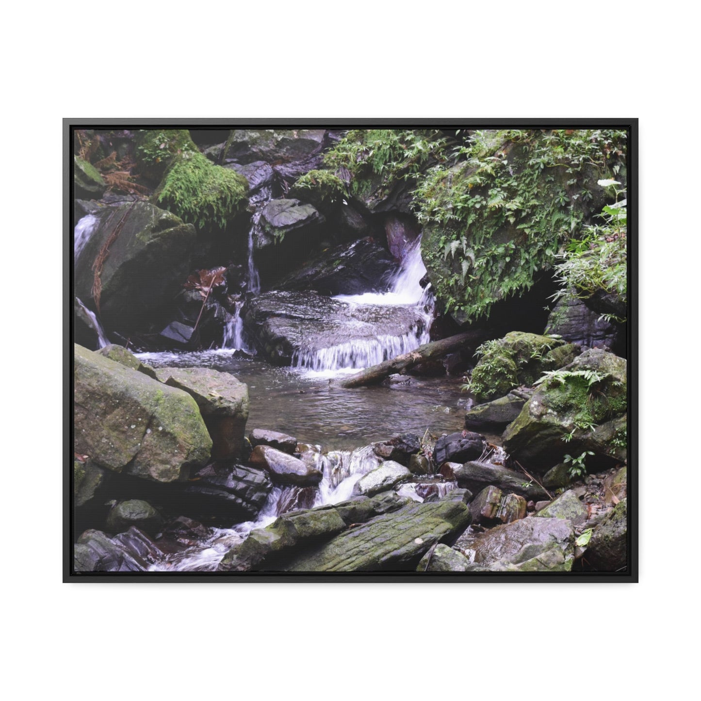 Rainforest Trails & Views - Gallery Canvas Wraps, Horizontal Frame - El Yunque National Forest - Puerto Rico - Juan Diego Trail & River - Green Forest Home