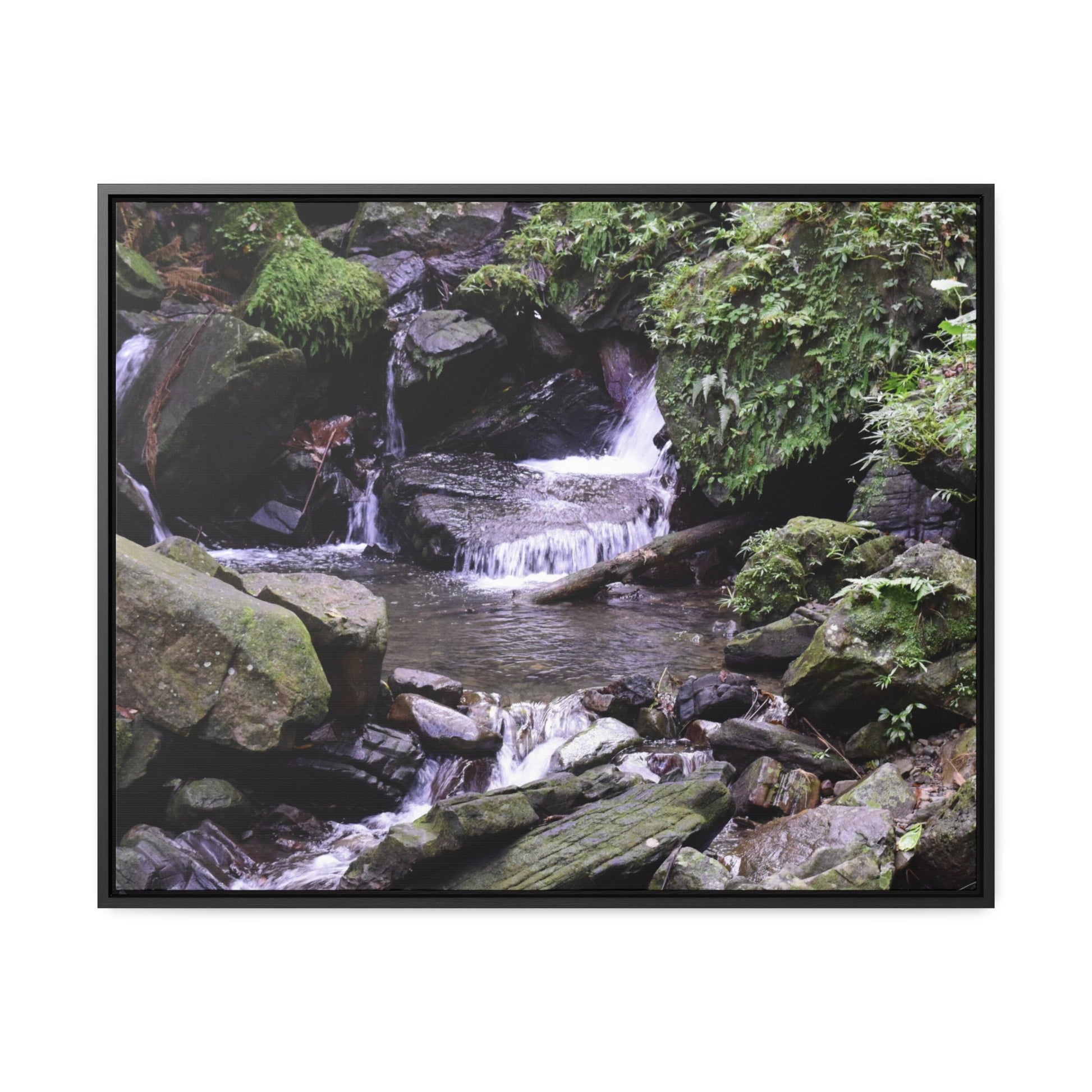 Rainforest Trails & Views - Gallery Canvas Wraps, Horizontal Frame - El Yunque National Forest - Puerto Rico - Juan Diego Trail & River - Green Forest Home