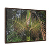 Rainforest Trails & Views - Gallery Canvas Wraps, Horizontal Frame - El Yunque National Forest - Puerto Rico - A close view of the Sierra Palm tree