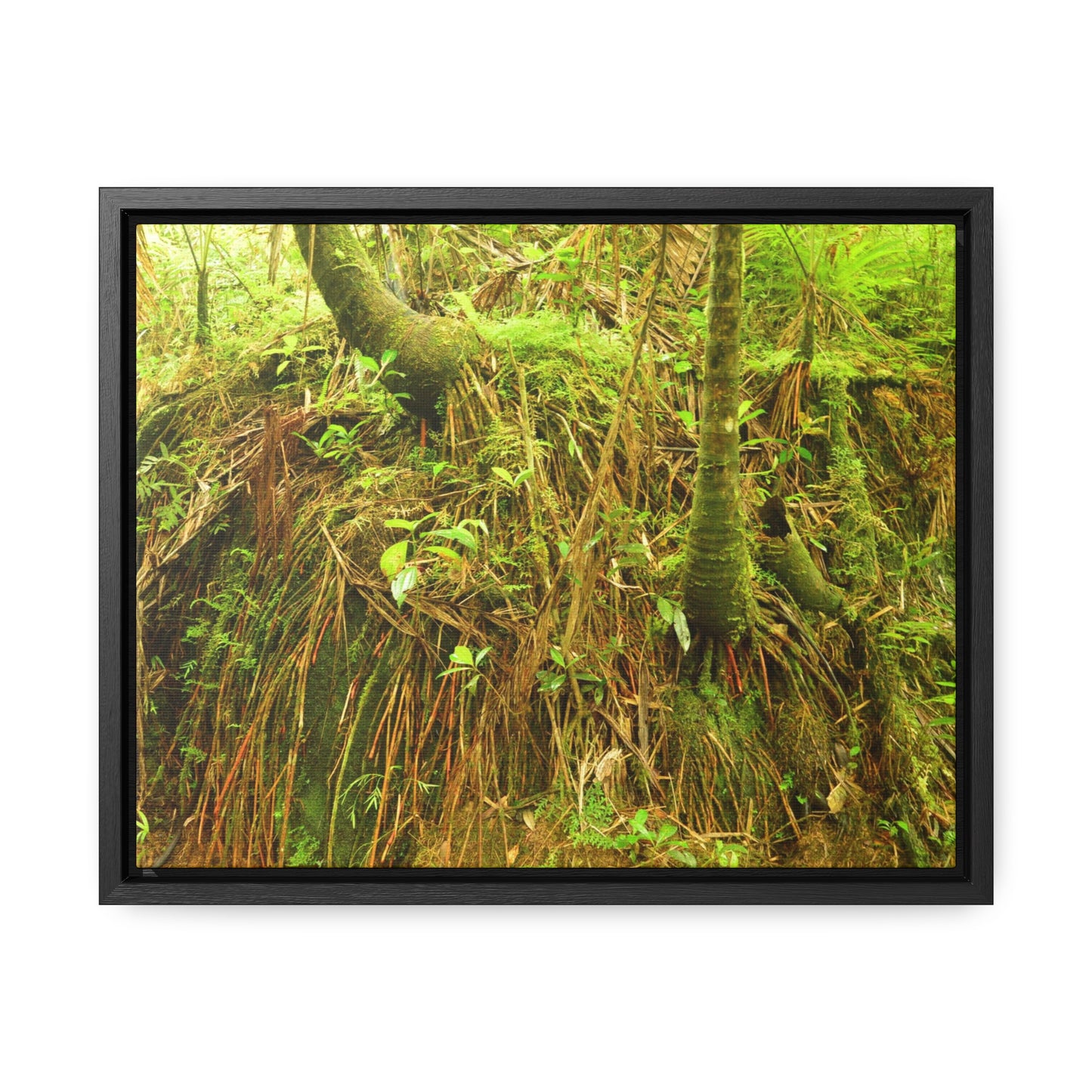 Rainforest Trails & Views - Gallery Canvas Wraps, Horizontal Frame - El Yunque National Forest - Puerto Rico - Deep forest explorations - reveal a boulder with 3 Sierra Palm red roots on it seeking the water level