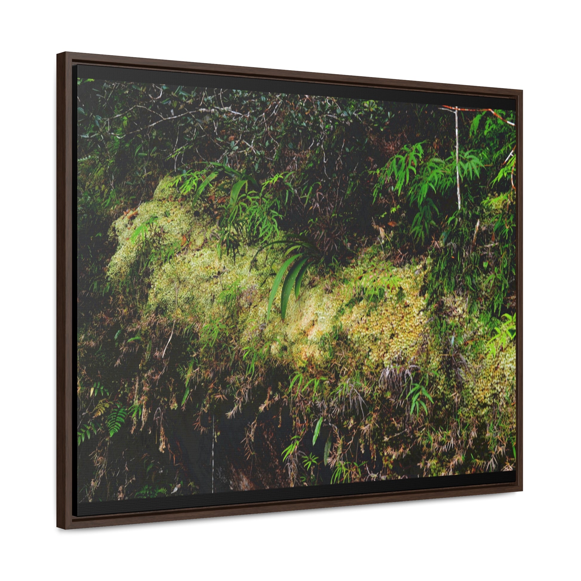 Rainforest Trails & Views - Gallery Canvas Wraps, Horizontal Frame - El Yunque National Forest - PR - PR191 closed road - Huge Boulder with moss - Green Forest Home