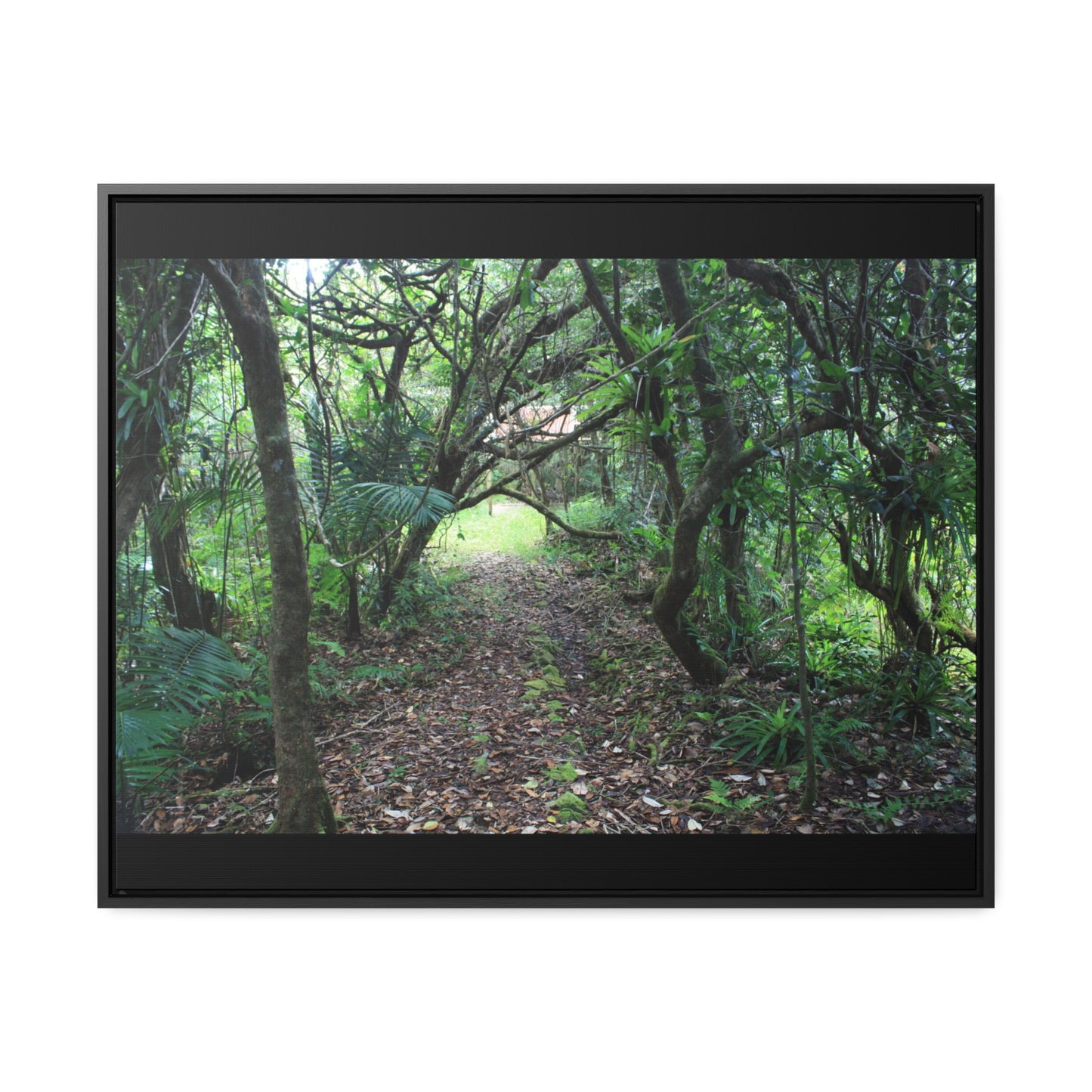 Rainforest Trails & Views - Gallery Canvas Wraps, Horizontal Frame - El Yunque National Forest - Puerto Rico - Tradewinds trail - cloud forest - Green Forest Home