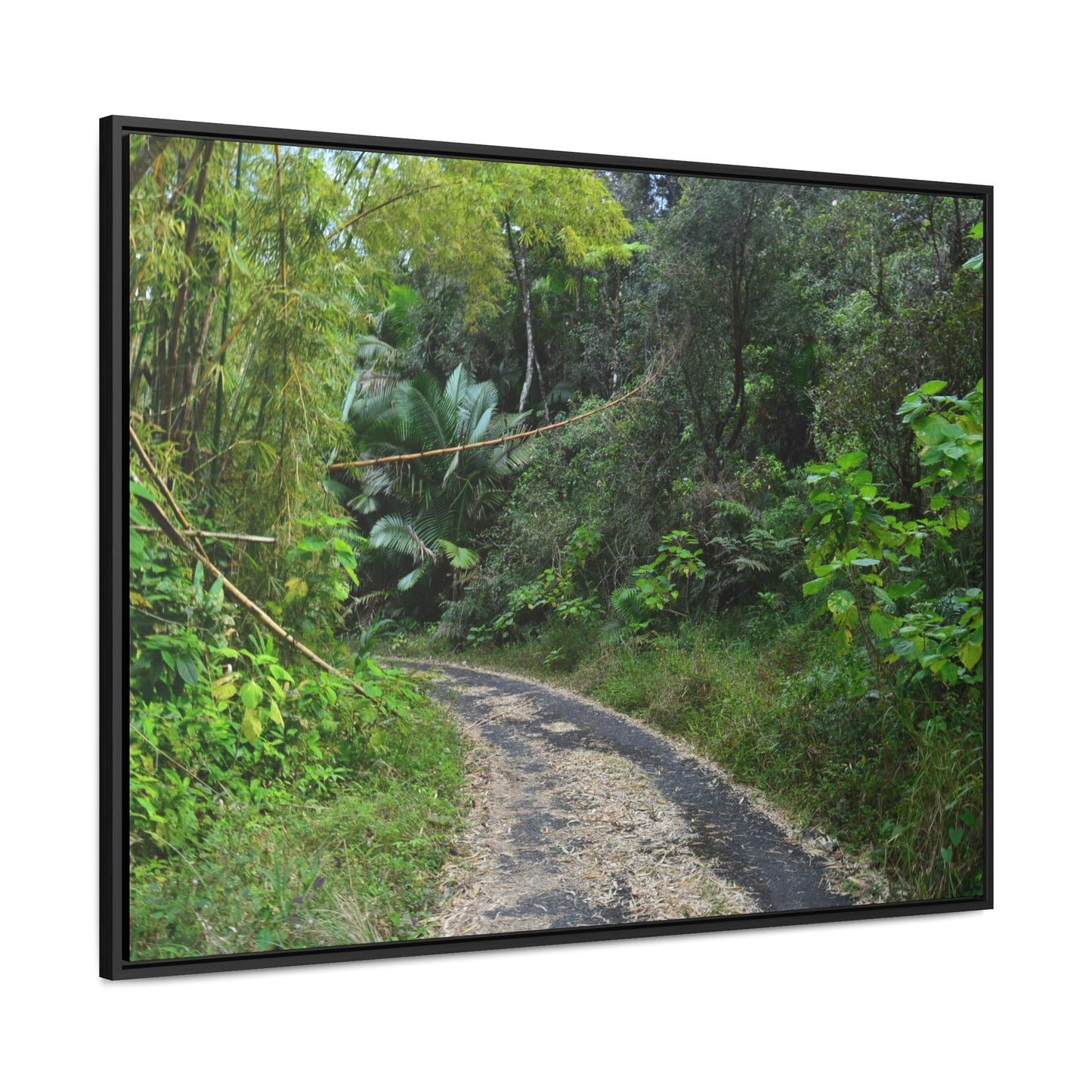 Rainforest Trails & Views - Gallery Canvas Wraps, Horizontal Frame - El Yunque National Forest - Puerto Rico - Closed PR191 forested road - Green Forest Home