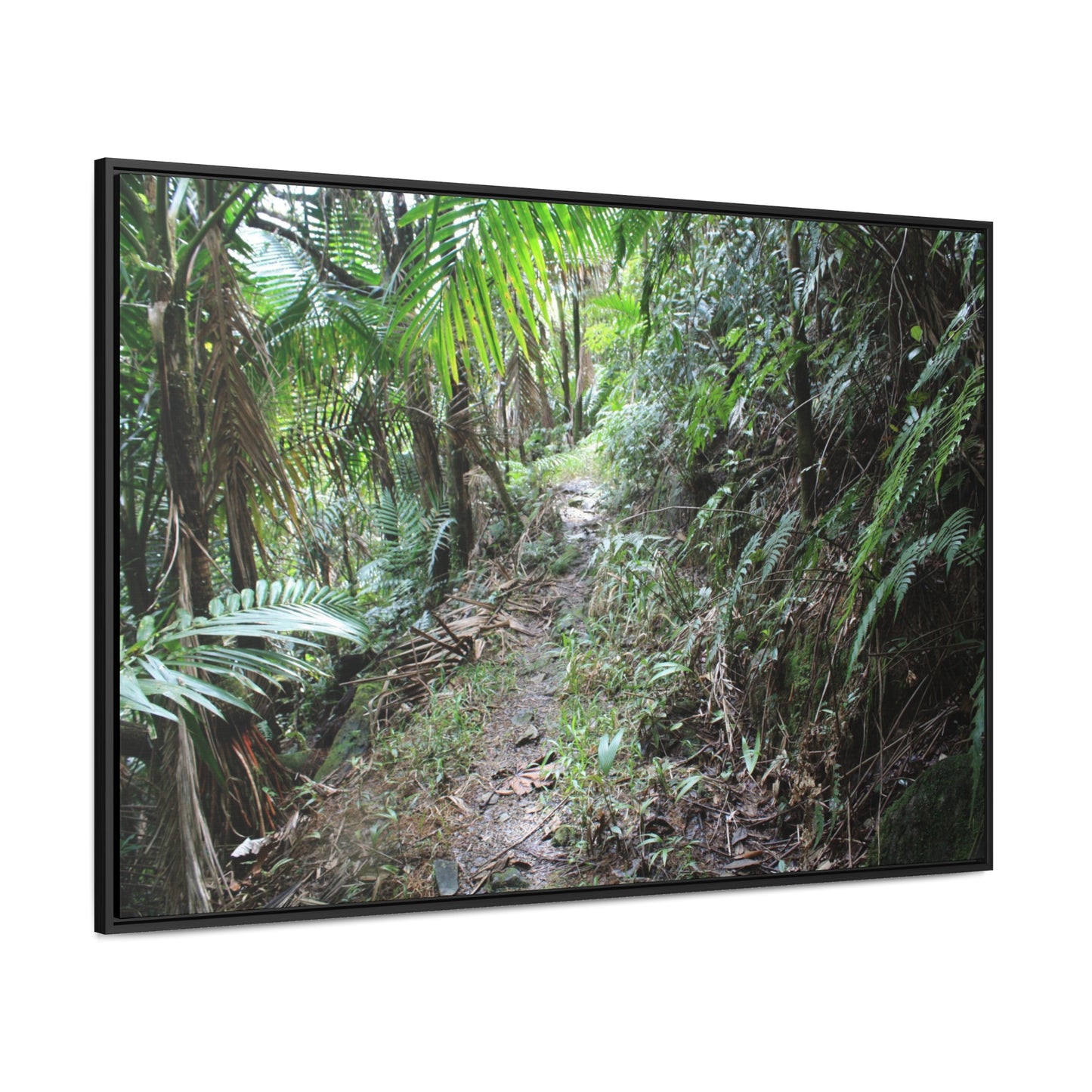 Rainforest Trails & Views - Gallery Canvas Wraps, Horizontal Frame - El Yunque National Forest - Puerto Rico - Early Tradewinds trail - Green Forest Home