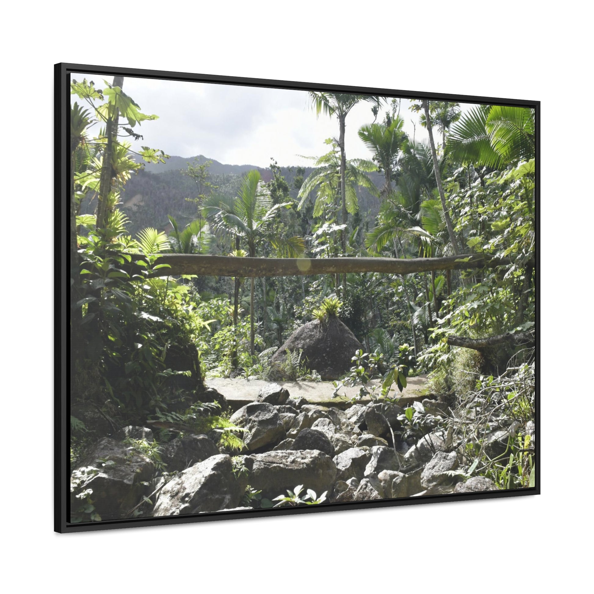 Rainforest Trails & Views - Gallery Canvas Wraps, Horizontal Frame - El Yunque National Forest - Puerto Rico - Rio Sabana Trail - Green Forest Home