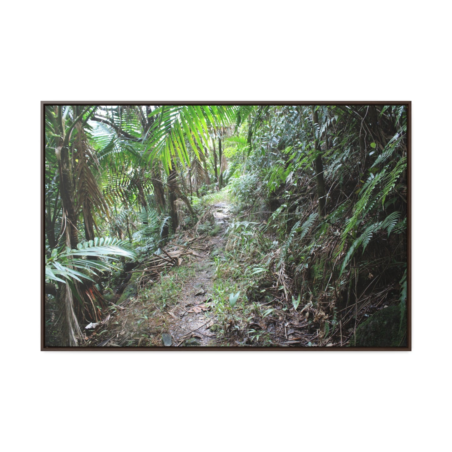 Rainforest Trails & Views - Gallery Canvas Wraps, Horizontal Frame - El Yunque National Forest - Puerto Rico - Early Tradewinds trail - Green Forest Home