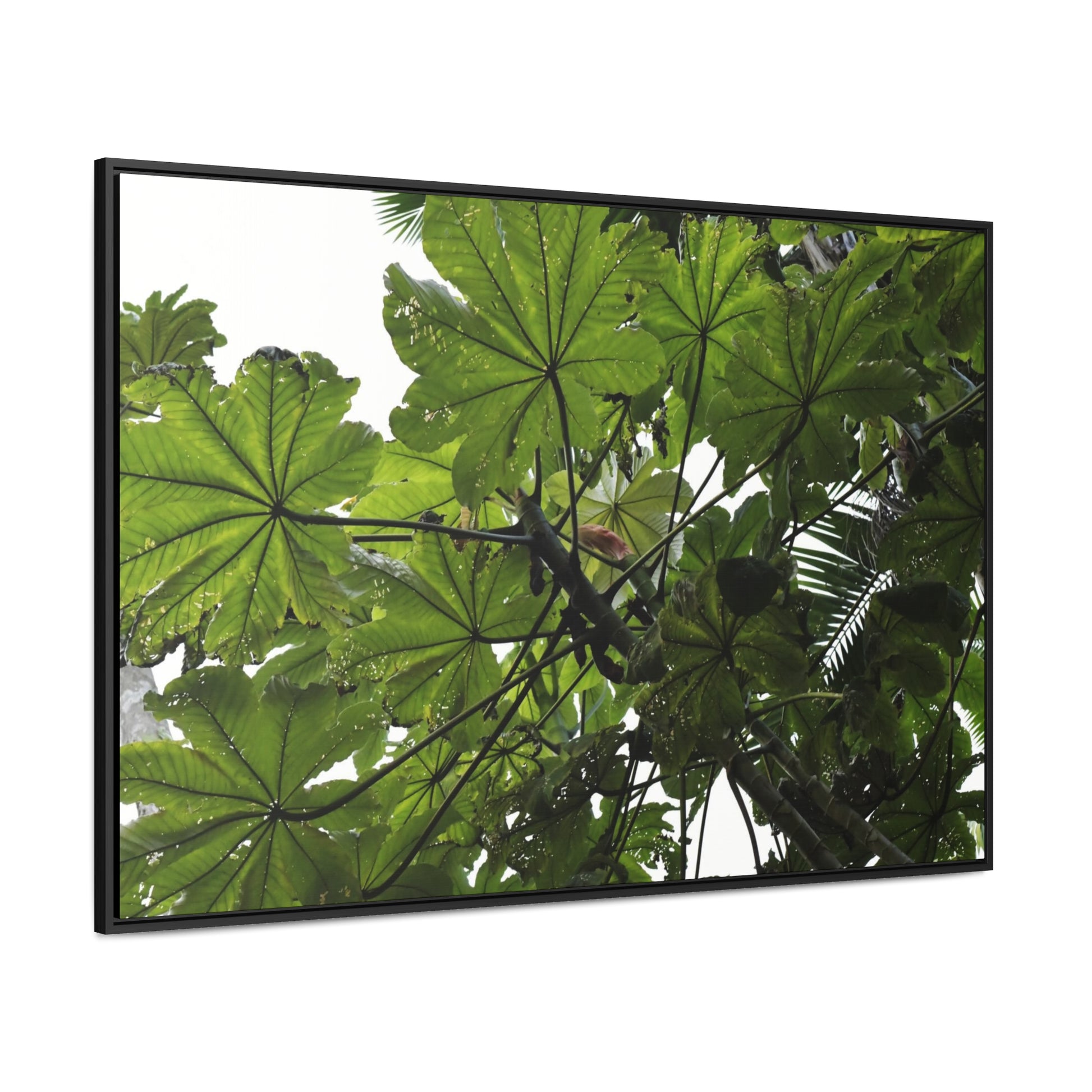 Rainforest Trails & Views - Gallery Canvas Wraps, Horizontal Frame - El Yunque National Forest - Puerto Rico - Rio Sabana Trail - Yagrumo Tree - Green Forest Home