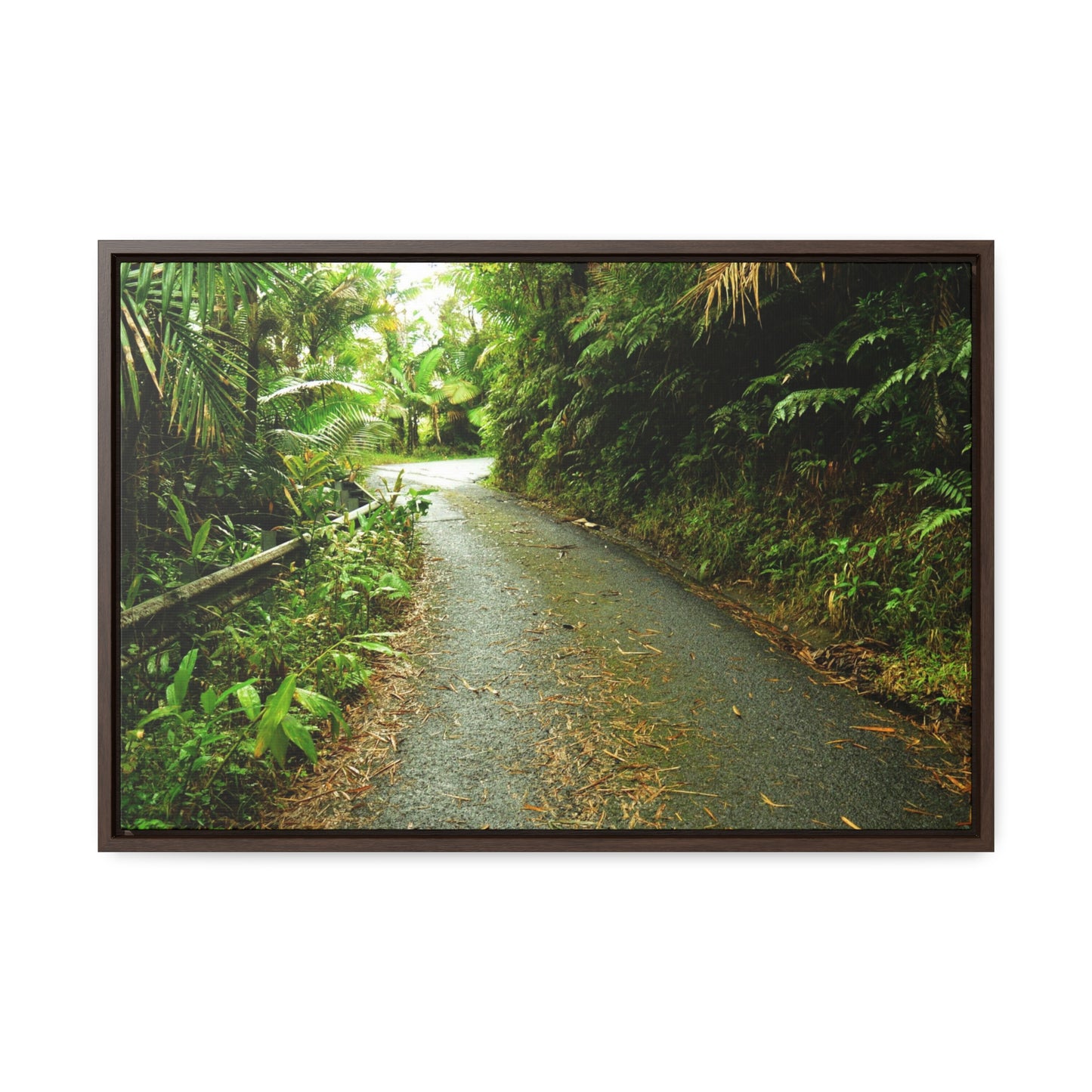 Rainforest Trails & Views - Gallery Canvas Wraps, Horizontal Frame - El Yunque National Forest - Puerto Rico - The winding El Yunque main road PR 191 near the top