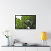 Rainforest Trails & Views - Gallery Canvas Wraps, Horizontal Frame - El Yunque National Forest - Puerto Rico - Rio Sabana Trail - Yagrumo Tree - Green Forest Home