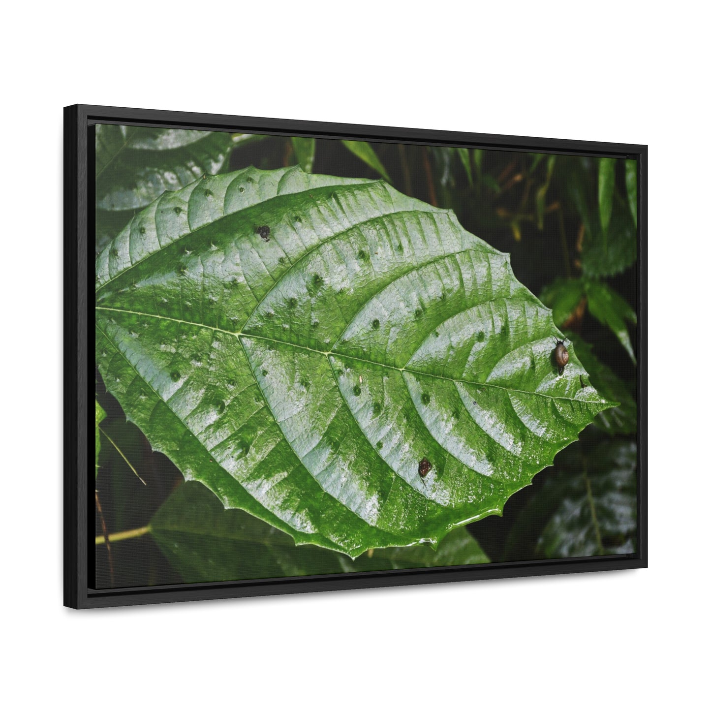 Rainforest Trails & Views - Gallery Canvas Wraps, Horizontal Frame - El Yunque National Forest - Rio Sabana road - Ortiga corrosive plant leaf - Green Forest Home