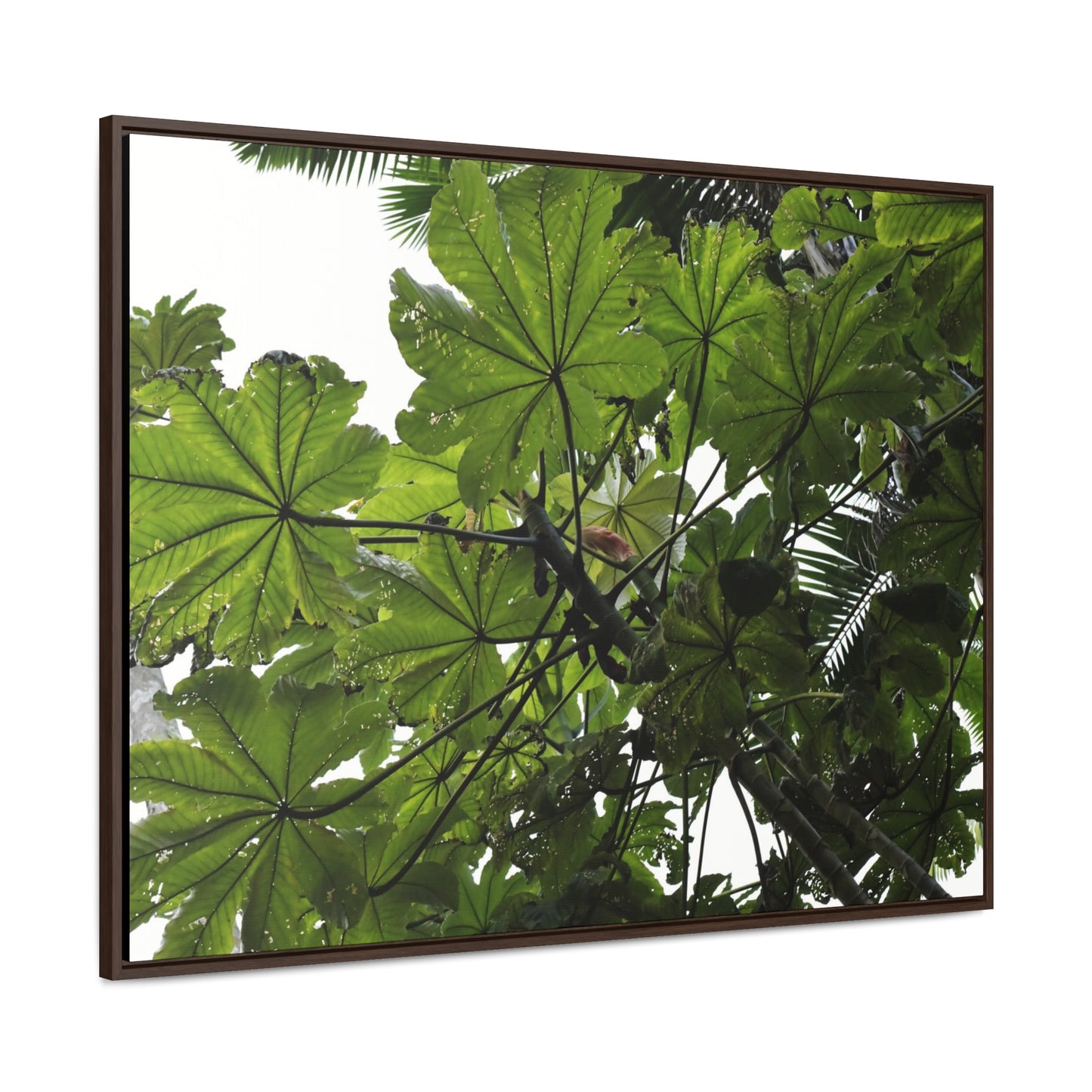 Rainforest Trails & Views - Gallery Canvas Wraps, Horizontal Frame - El Yunque National Forest - Puerto Rico - Rio Sabana Trail - Yagrumo Tree - Green Forest Home