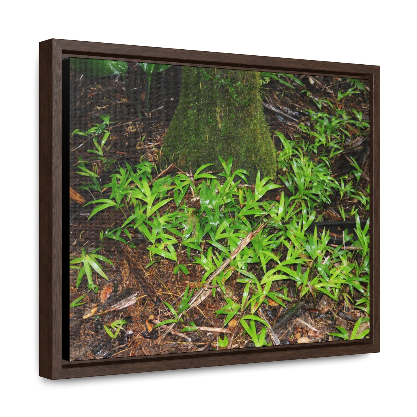 Rainforest Trails & Views - Gallery Canvas Wraps, Horizontal Frame - El Yunque National Forest - Puerto Rico - The tender Sierra Tree Palm protects here babies plants in the shade below