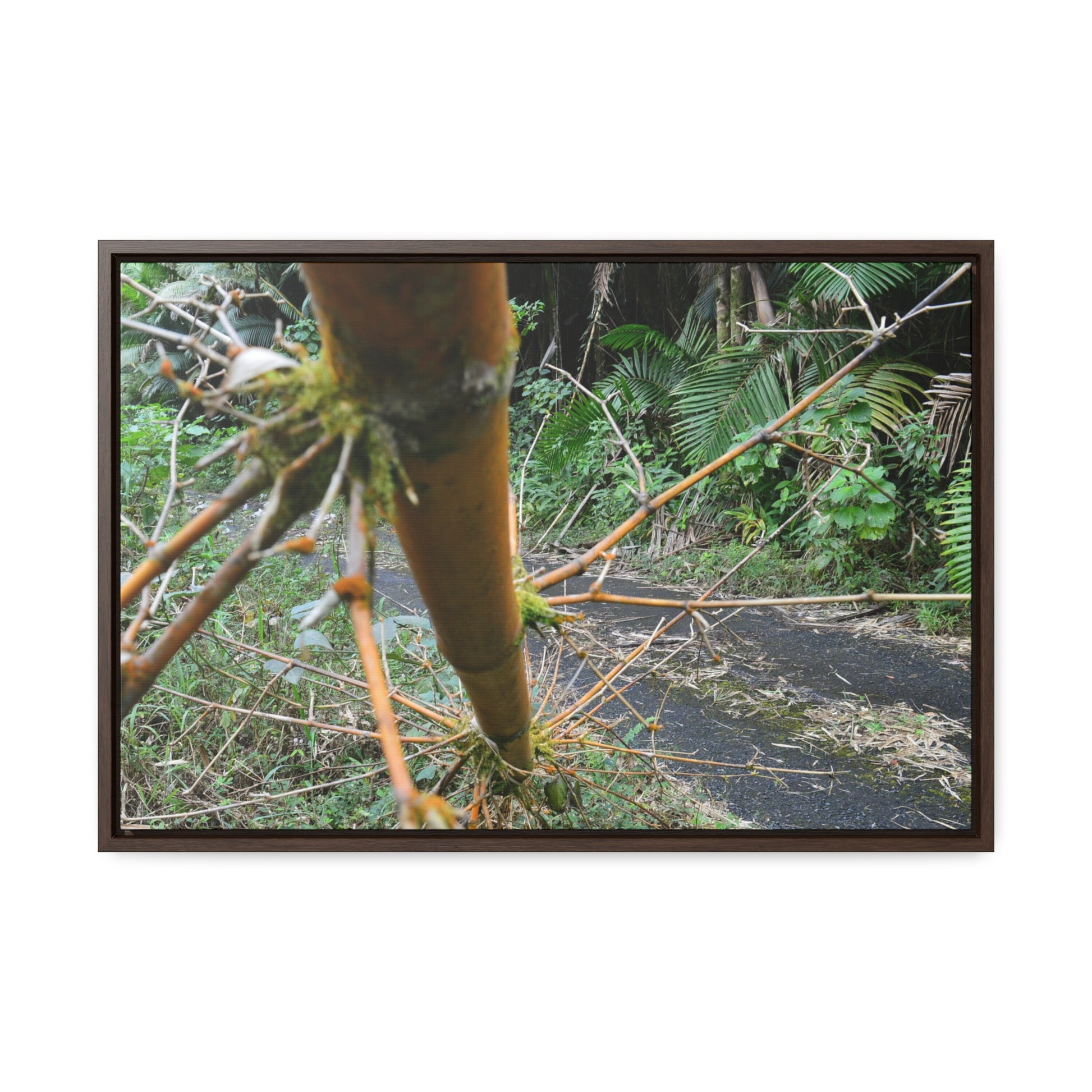 Rainforest Trails & Views - Gallery Canvas Wraps, Horizontal Frame - El Yunque National Forest - Puerto Rico - PR191 Closed forest road with fallend bamboo - Green Forest Home