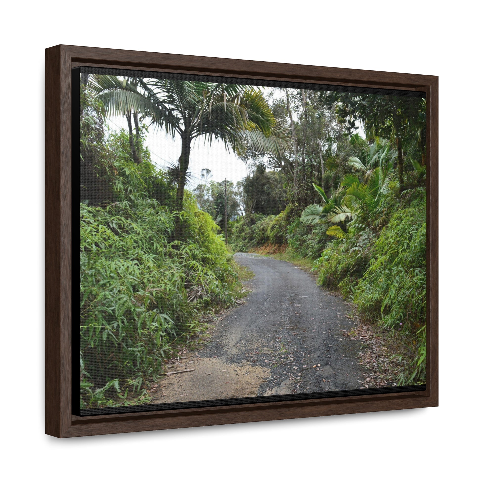 Rainforest Trails & Views - Gallery Canvas Wraps, Horizontal Frame - El Yunque National Forest - Puerto Rico - View from PR191 closed forest road - Green Forest Home