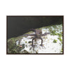 Rainforest Trails & Views - Gallery Canvas Wraps, Horizontal Frame - El Yunque National Forest - Puerto Rico - Lizard in readyness - Green Forest Home