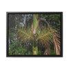 Rainforest Trails & Views - Gallery Canvas Wraps, Horizontal Frame - El Yunque National Forest - Puerto Rico - A close view of the Sierra Palm tree