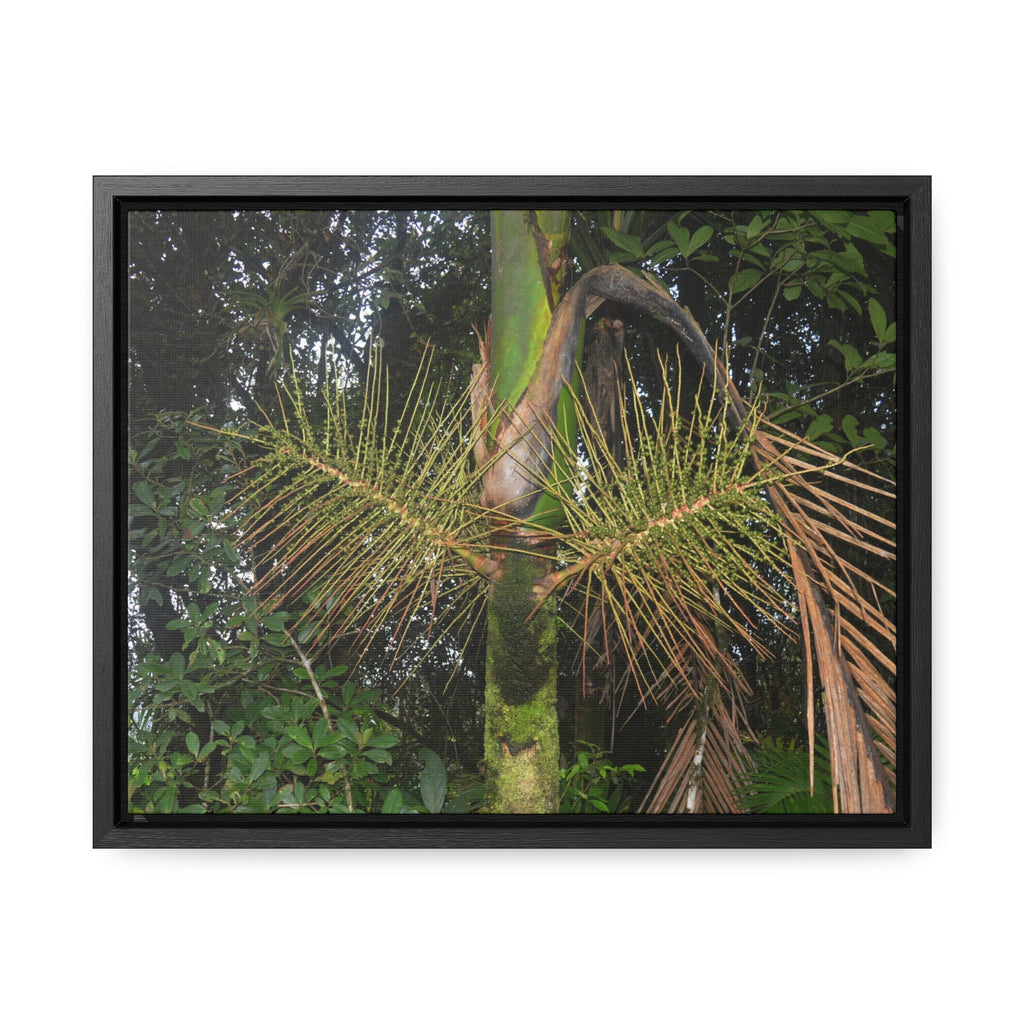 Rainforest Trails & Views - Gallery Canvas Wraps, Horizontal Frame - El Yunque National Forest - Puerto Rico - A close view of the Sierra Palm tree