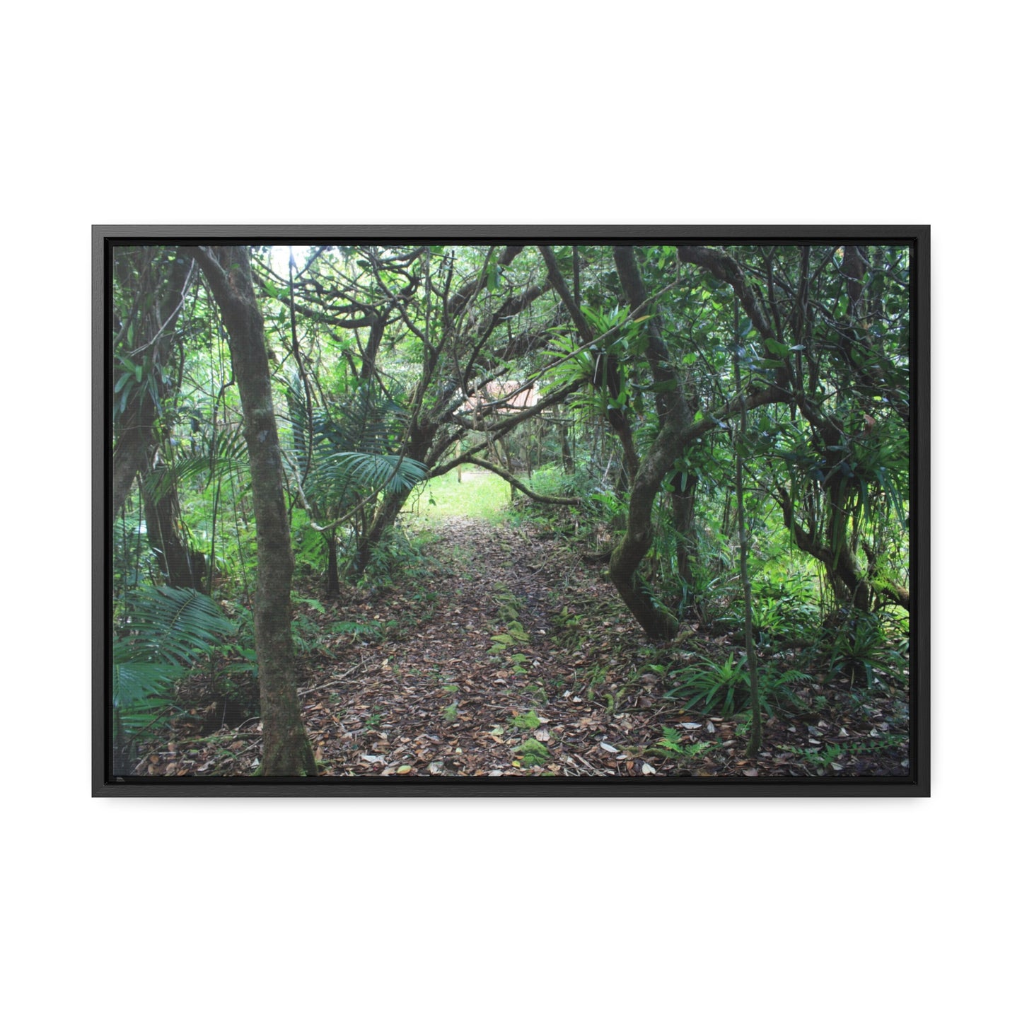 Rainforest Trails & Views - Gallery Canvas Wraps, Horizontal Frame - El Yunque National Forest - Puerto Rico - Tradewinds trail - cloud forest - Green Forest Home