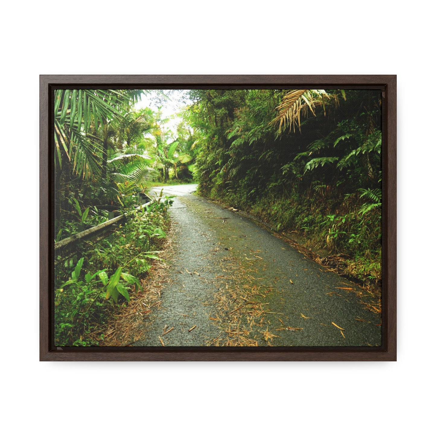 Rainforest Trails & Views - Gallery Canvas Wraps, Horizontal Frame - El Yunque National Forest - Puerto Rico - The winding El Yunque main road PR 191 near the top