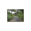 Rainforest Trails & Views - Gallery Canvas Wraps, Horizontal Frame - El Yunque National Forest - Puerto Rico - The PR 191 closed forested road - Green Forest Home