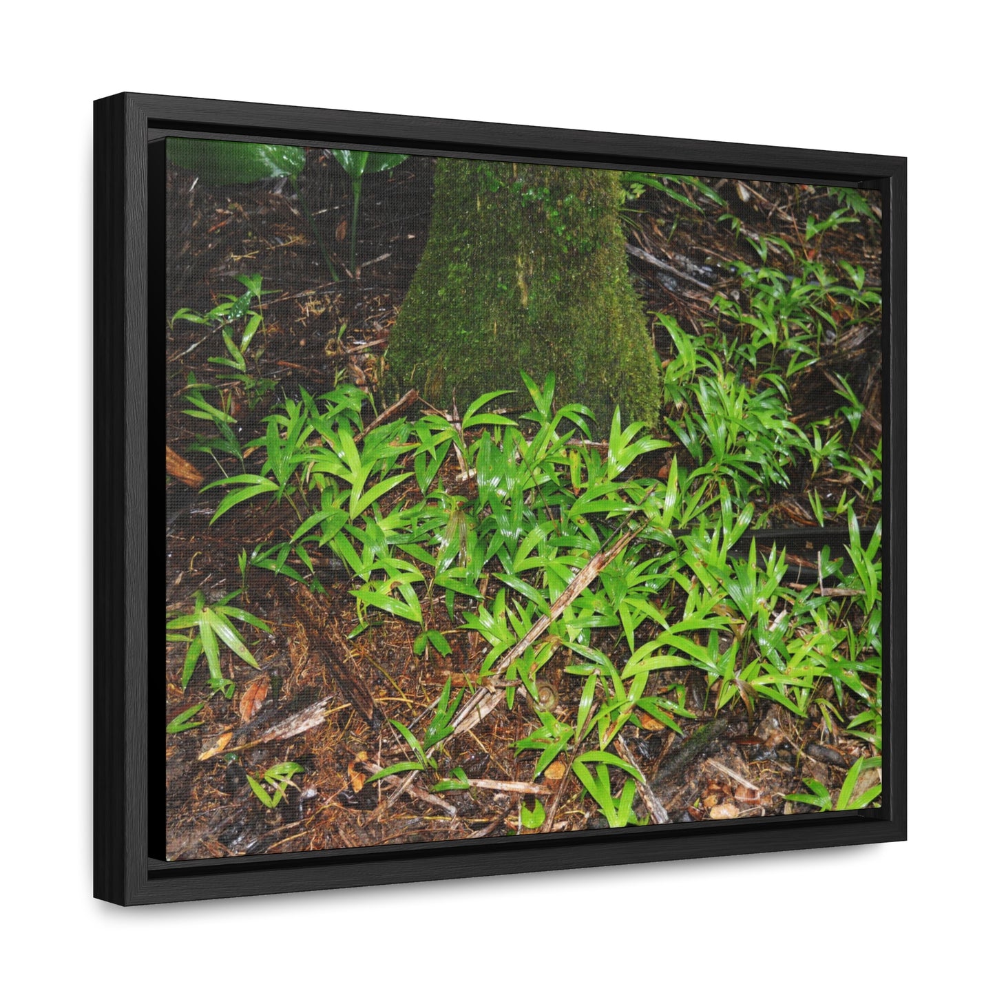 Rainforest Trails & Views - Gallery Canvas Wraps, Horizontal Frame - El Yunque National Forest - Puerto Rico - The tender Sierra Tree Palm protects here babies plants in the shade below