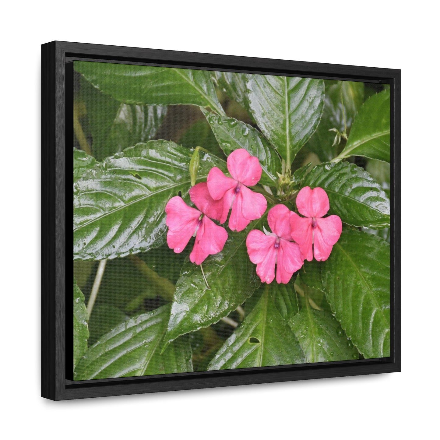 Rainforest Trails & Views - Gallery Canvas Wraps, Horizontal Frame - El Yunque National Forest - Rio Sabana Lovely Miramelinda flower - Green Forest Home