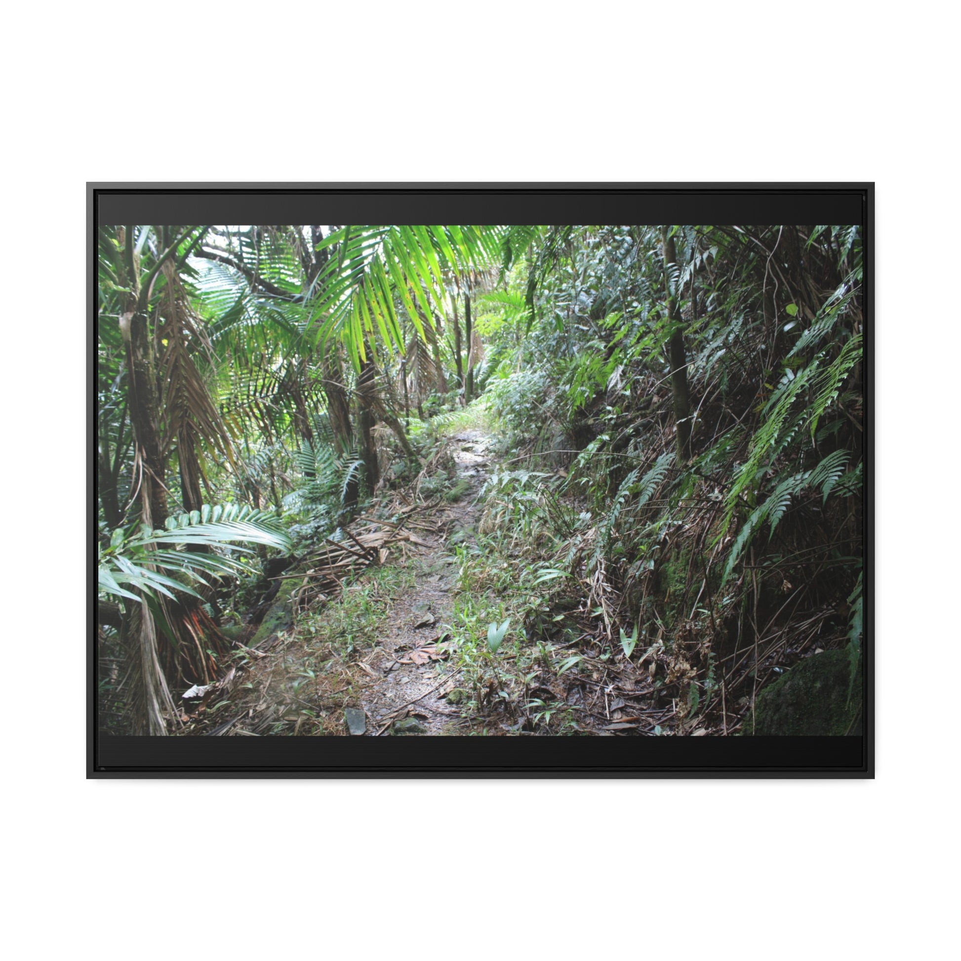 Rainforest Trails & Views - Gallery Canvas Wraps, Horizontal Frame - El Yunque National Forest - Puerto Rico - Early Tradewinds trail - Green Forest Home