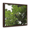 Rainforest Trails & Views - Gallery Canvas Wraps, Horizontal Frame - El Yunque National Forest - Puerto Rico - Rio Sabana Trail - Yagrumo Tree - Green Forest Home