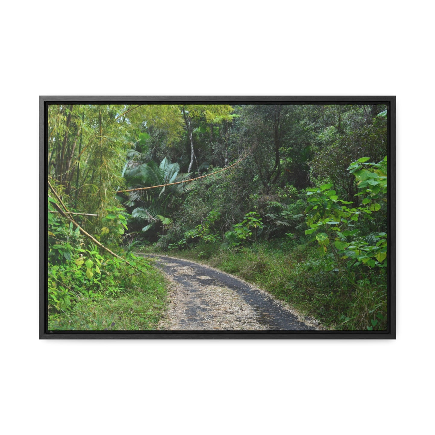 Rainforest Trails & Views - Gallery Canvas Wraps, Horizontal Frame - El Yunque National Forest - Puerto Rico - Closed PR191 forested road - Green Forest Home