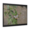 Rainforest Trails & Views - Gallery Canvas Wraps, Horizontal Frame - El Yunque National Forest - Puerto Rico - Rio Sabana Park Butterfly - Green Forest Home