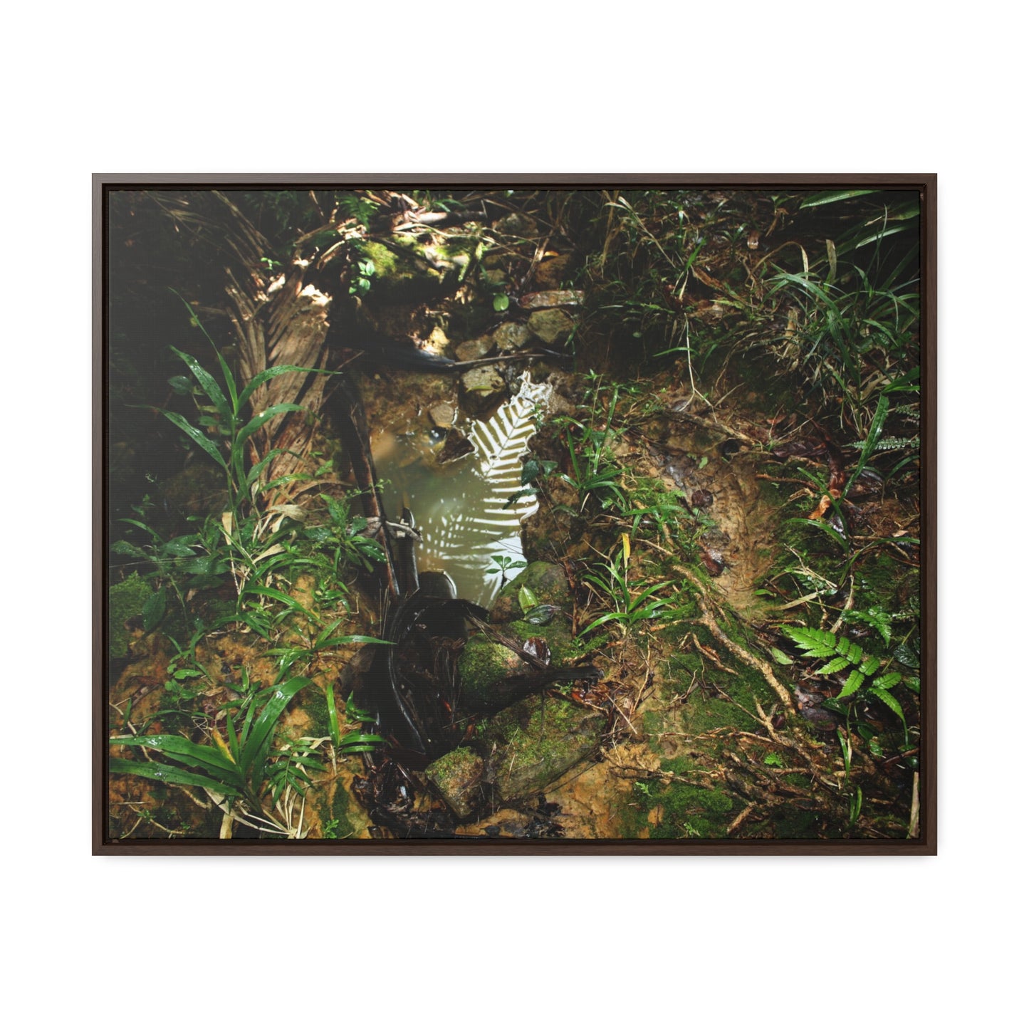 Rainforest Trails & Views - Gallery Canvas Wraps, Horizontal Frame - El Yunque National Forest - Puerto Rico - Tradewinds where streams begin - Green Forest Home