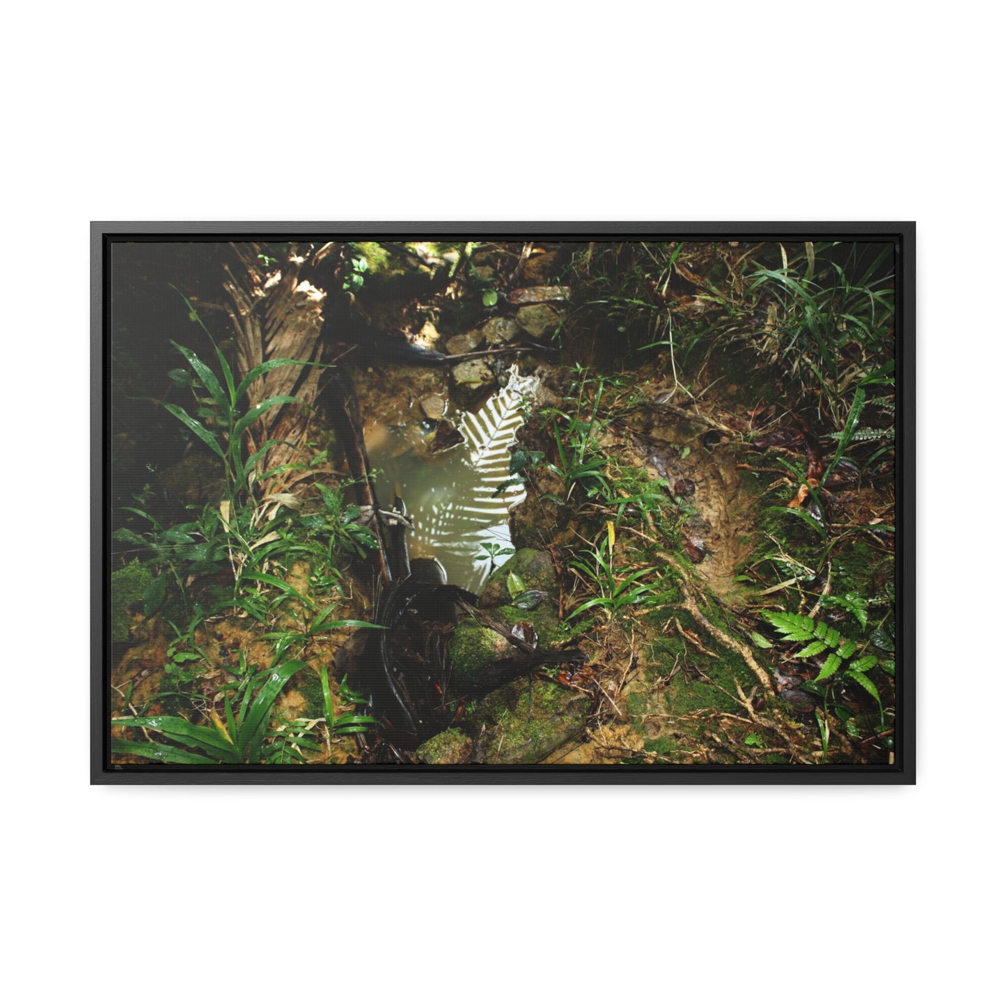 Rainforest Trails & Views - Gallery Canvas Wraps, Horizontal Frame - El Yunque National Forest - Puerto Rico - Tradewinds where streams begin - Green Forest Home