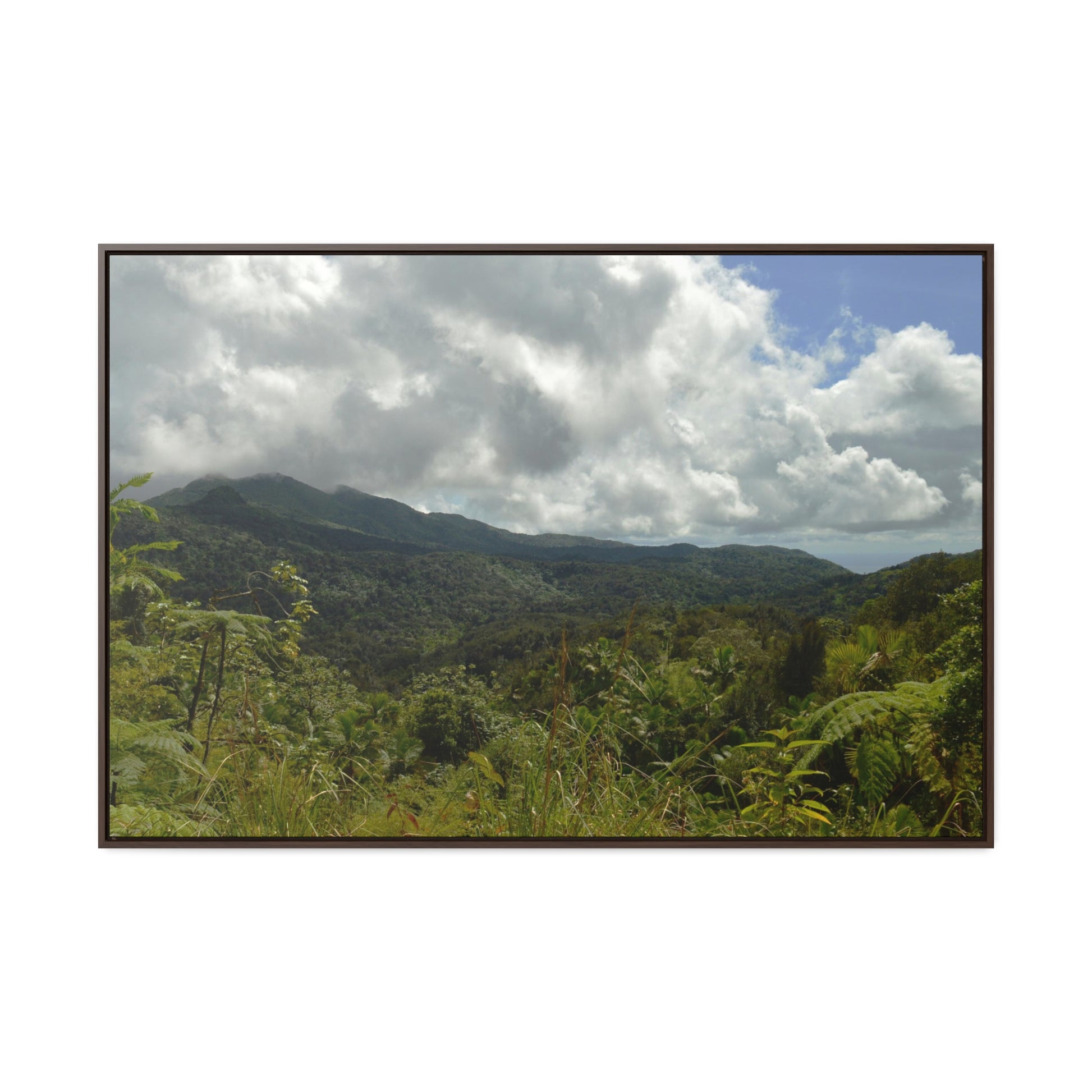 Rainforest Trails & Views - Gallery Canvas Wraps, Horizontal Frame - El Yunque National Forest - Puerto Rico - View from PR191 closed forest road - Green Forest Home