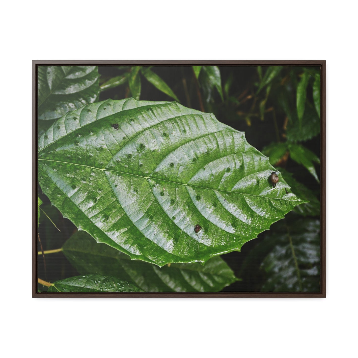 Rainforest Trails & Views - Gallery Canvas Wraps, Horizontal Frame - El Yunque National Forest - Rio Sabana road - Ortiga corrosive plant leaf - Green Forest Home